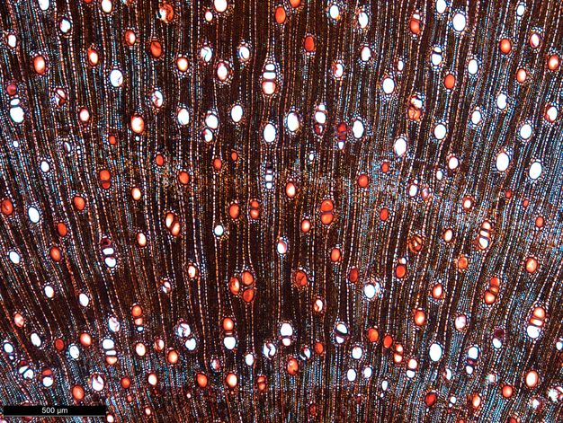 Image of a sample of sidr wood under the microcope. The white and red holes of the wood specimen look almost like beads, with the vertical white lines having the appearance of strings.
