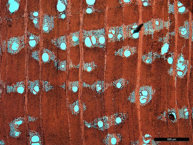 Image of a sample of acacia wood under the microcope. Most of the wood specimen is red, made up of thick-walled fibers, but there are a noticeable number of white holes surrounded by clusters of smaller white holes. 