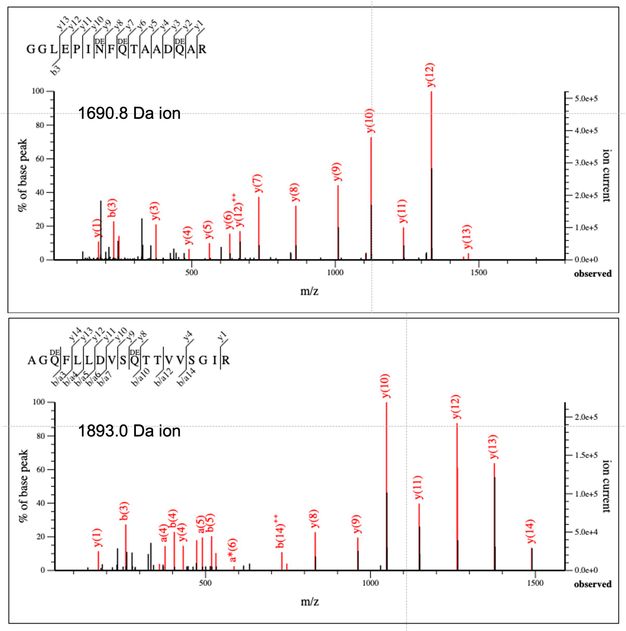 This figure displays two tandem mass spectrometry (MS/MS) spectra, each corresponding to the two peptides shown in the insets of the previous figure (with masses 1690.8 Da and 1893.0 Da). Each spectrum is a graph of fragment ion intensity (y-axis) versus mass-to-charge ratio (x-axis). The spectra contain numerous labeled fragment peaks (b, a, and y type ions), which are used to deduce the amino acid sequence of each peptide. There are two line graphs with numerous sharp peaks, each annotated with ion labels like b3, y5, and more. There are two panels, each showing a spectrum with the x-axis labeled “m/z” and the y-axis labeled “Ion current” and “percentage of base peak”. For the top graph, 1690.8 Da ion, the percentage of base peak ranges from 0 to 100. The ion current ranges from 0.0c plus 0 to 5.0 plus 5. The m/z ranges from 0 to 2000.