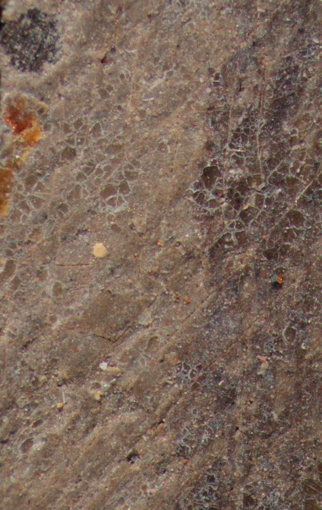 Magnified surface detail of a mummy portrait of a young man showing that the paint is scaley in places.