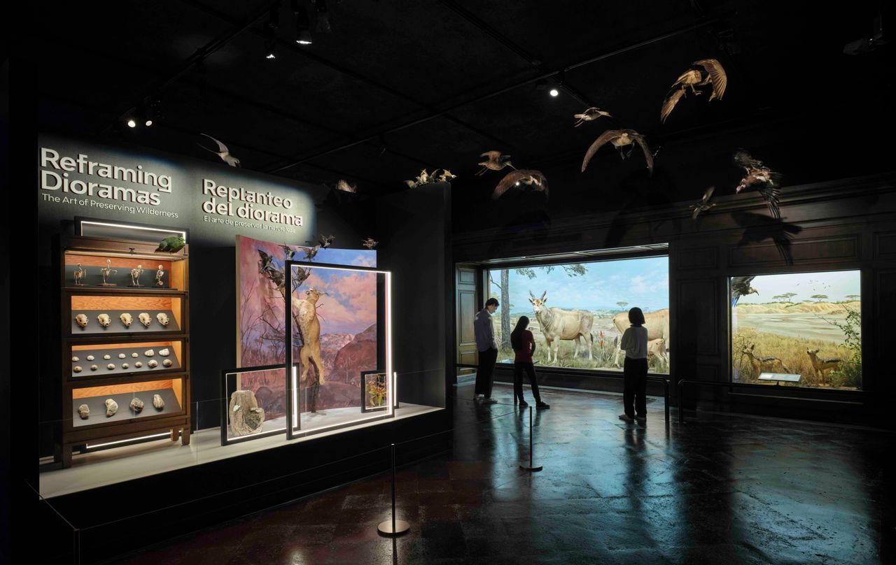 Three people in a gallery space displaying taxidermy animals with signs that say quote Reframing Dioramas end quote and quote Replanteo del diorama end quote.