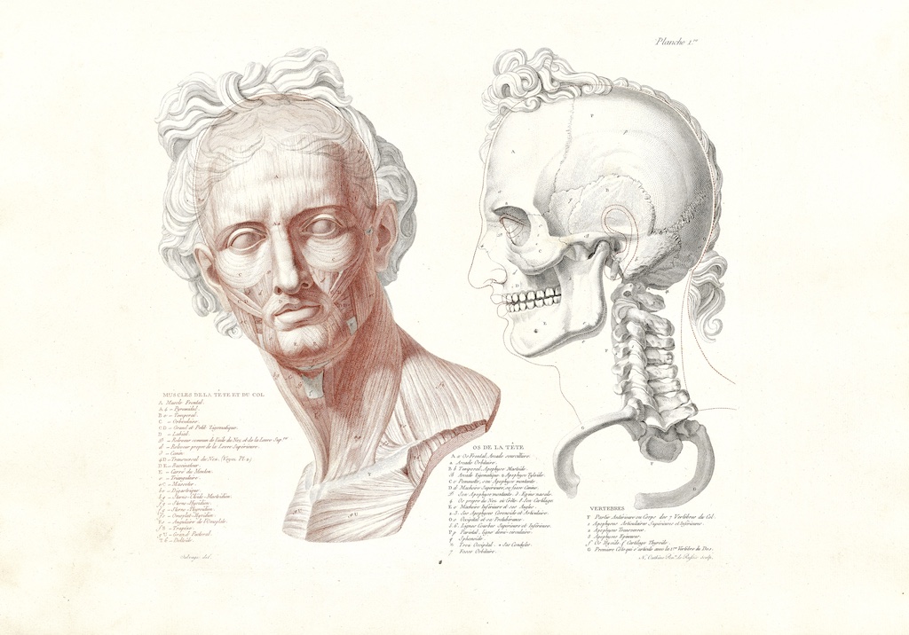 How to Draw a Skeleton  Depicting the Bones in the Human Body