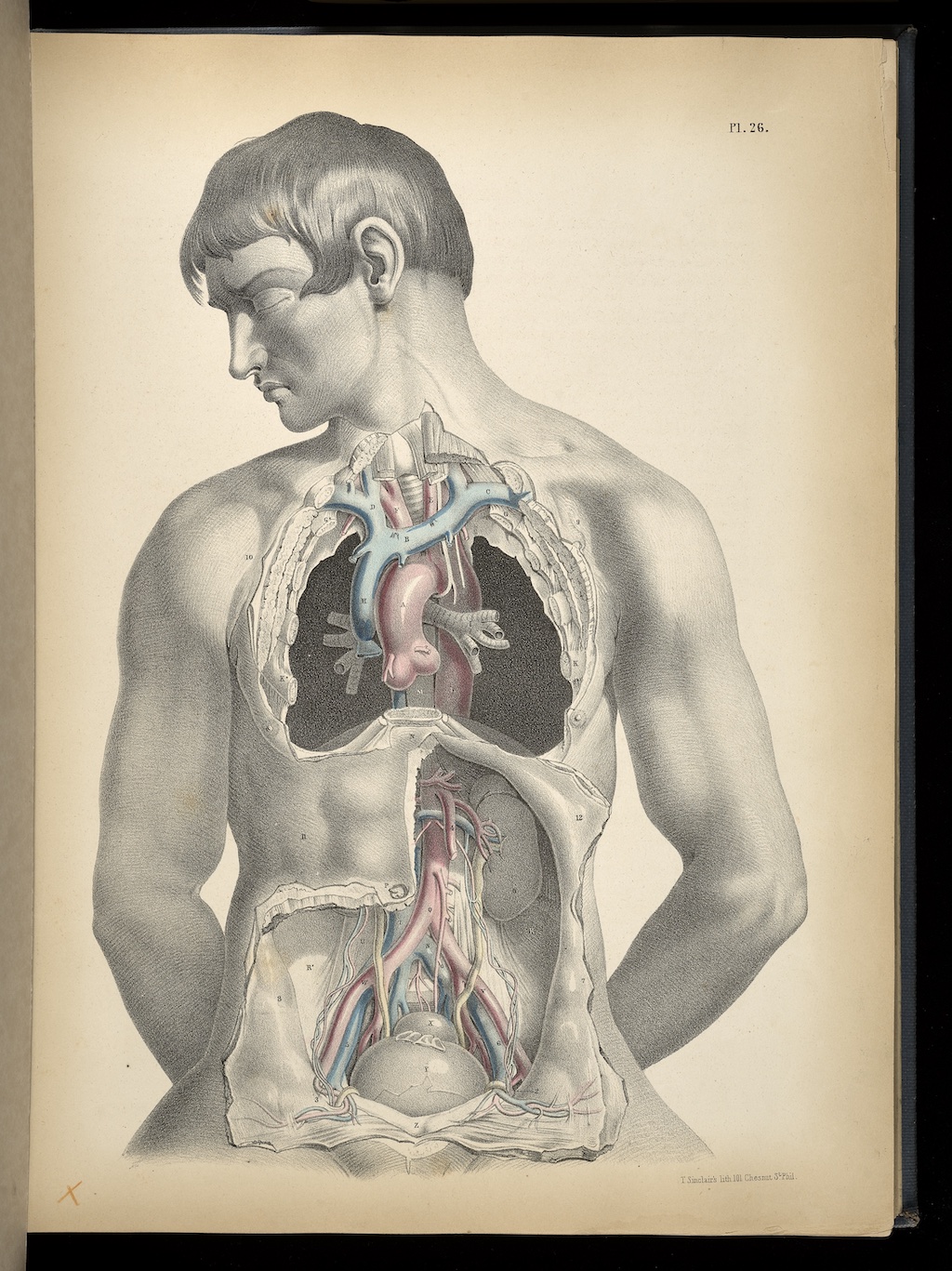 male body organ diagram