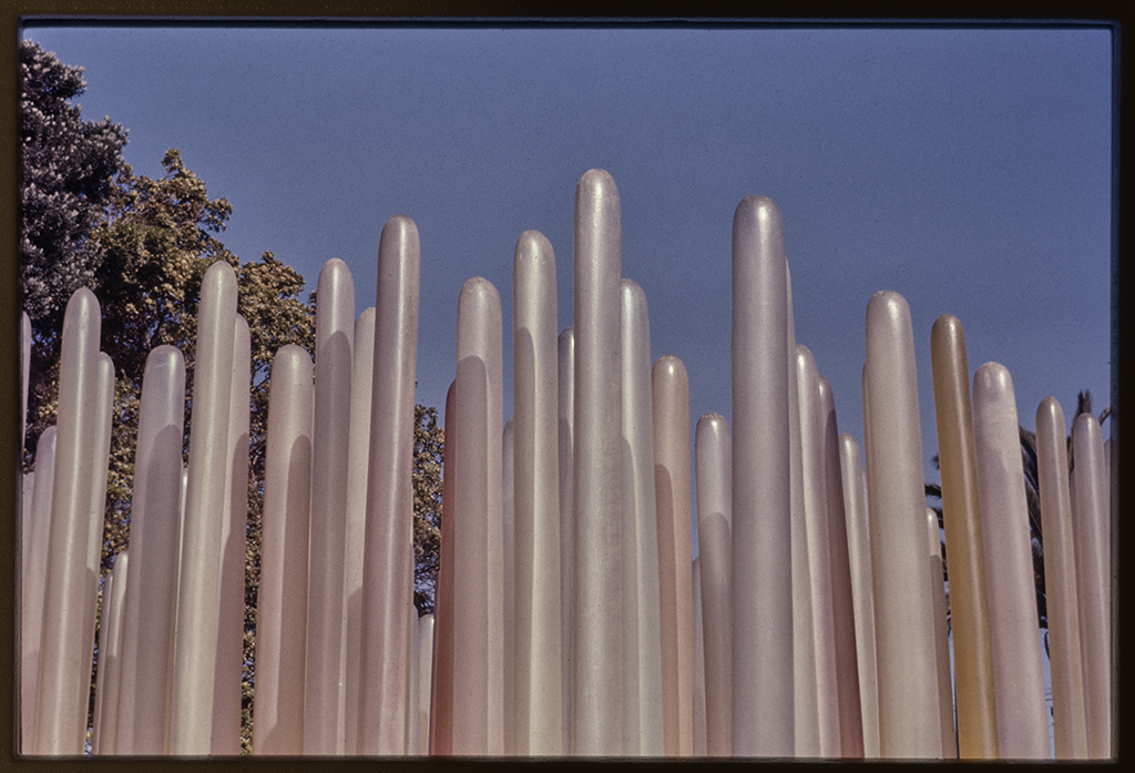 A color photograph depicts a cluster of tall, tubular, pearl pink and yellow blades against the backdrop of a blue sky