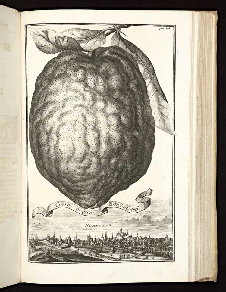 Cedro grosso Bondolotto / Volkamer
