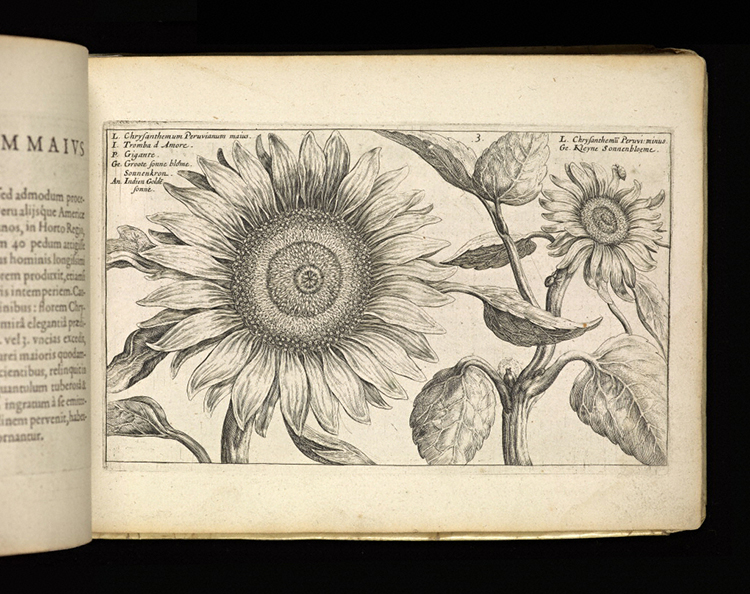 Chrysanth / van de Passe